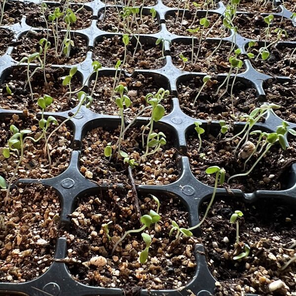 Товары для посадки