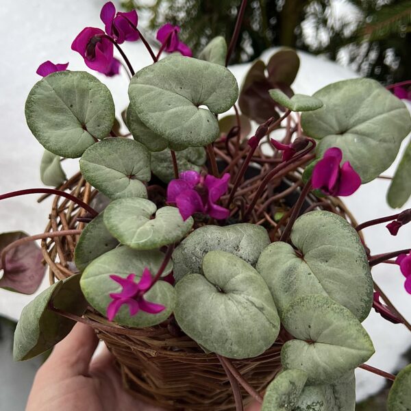 Цикламен кавказский