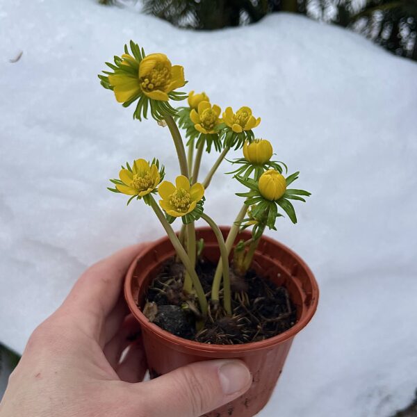 Весенник зимний или зимняя морозница