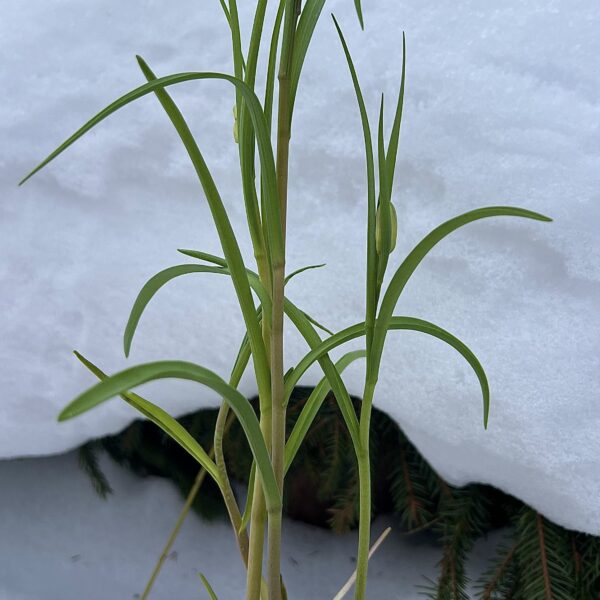 Рябчик шахматный