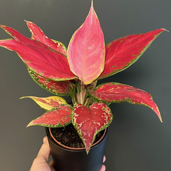 Aglaonema