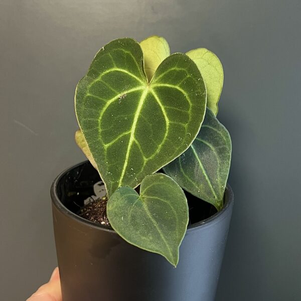 Anthurium Clarinervium (маленькое растение)