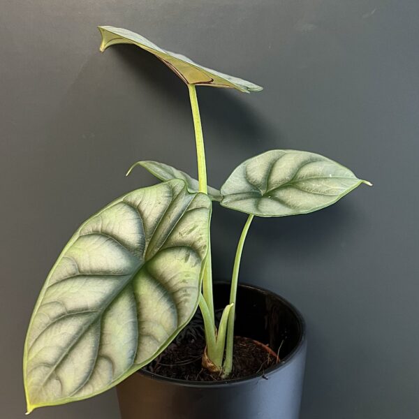 Alocasia Silver Dragon