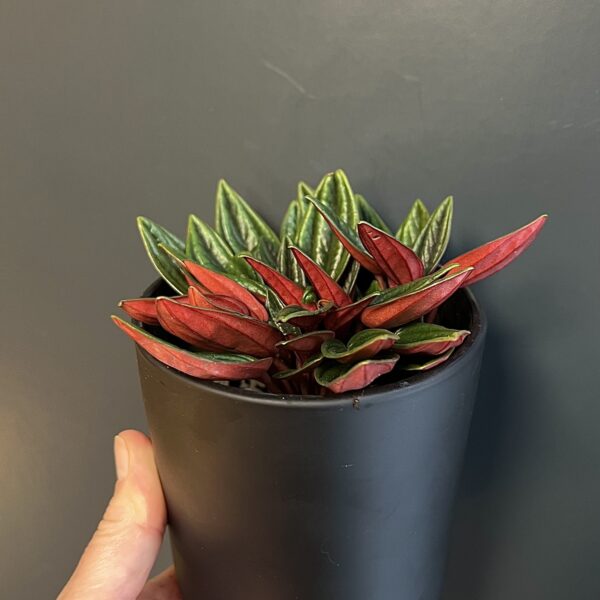 Peperomia caperata Rosso