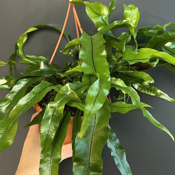 Microsorum diversifolium