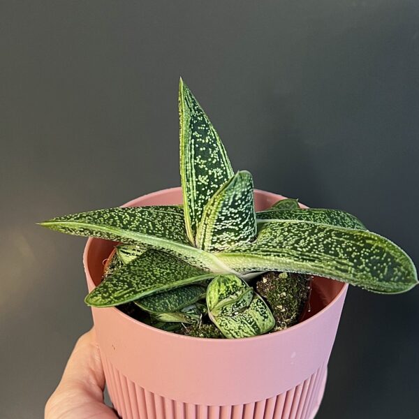 Gasteria Little Warty