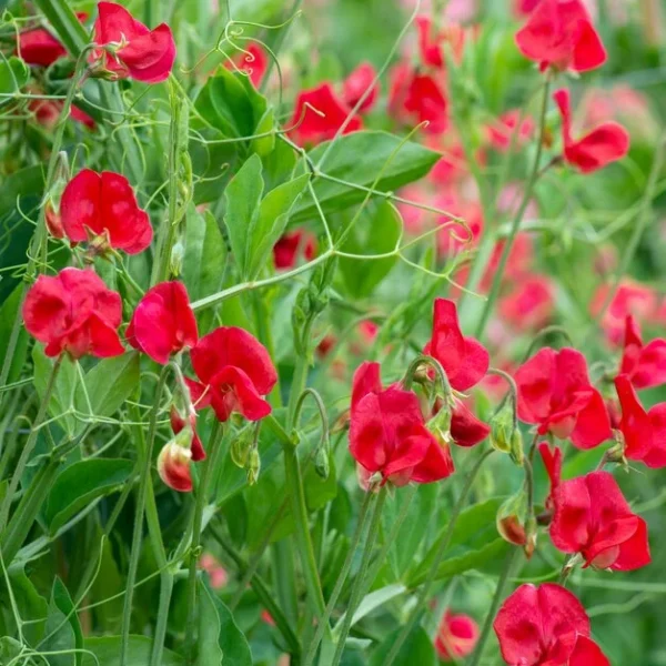 Душистый горошек Welcome 0,2 г