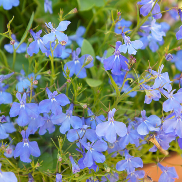 Лобелия эринус Cambridge Blue 2500 семян
