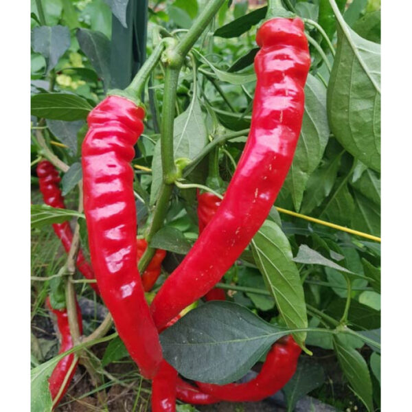 Сладкая паприка Lombardo 0,1 г