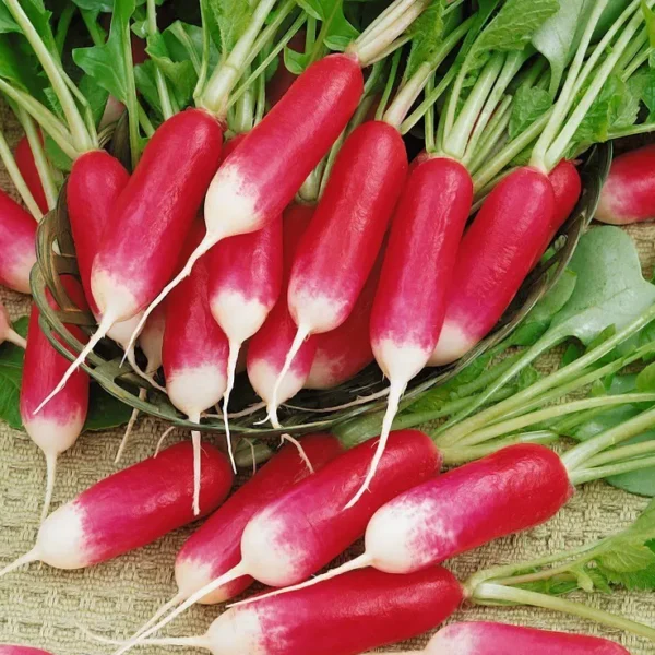 Редис De dix huit jours на ленте 4 метра = 180 корнеплодов