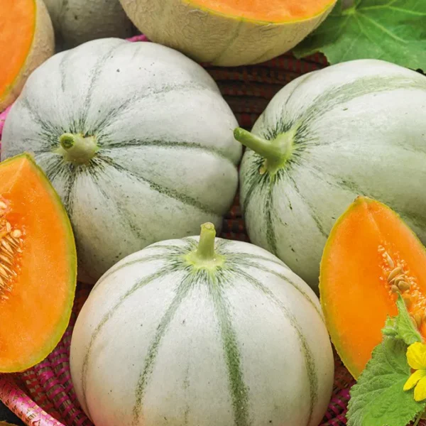 Дыня Charentais 1 г