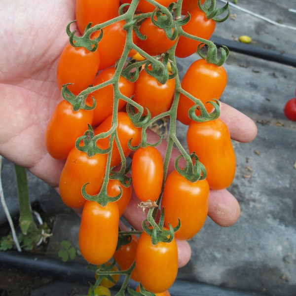 Томат-черри Odat 5 семян