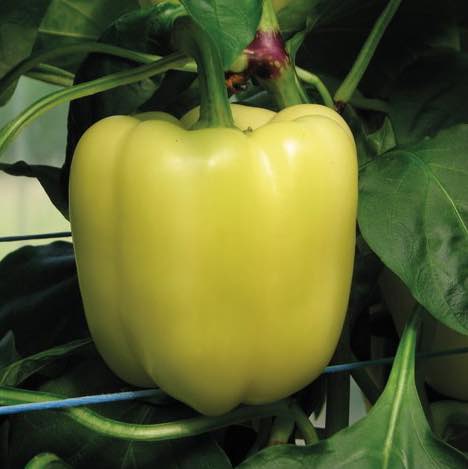 Сладкая паприка Salana F1 6 семян