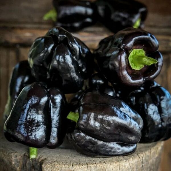 Сладкая паприка Andromeda 0,1 г