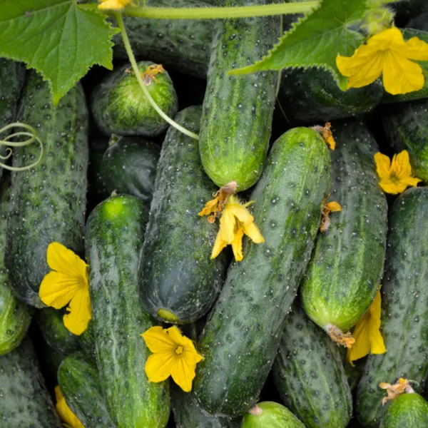 Parisian Pickling 2 г (Akone)