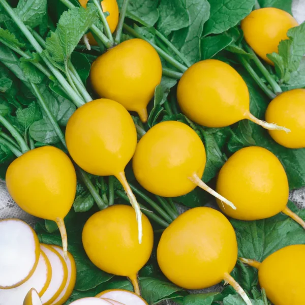 Редис Zlata 5 г