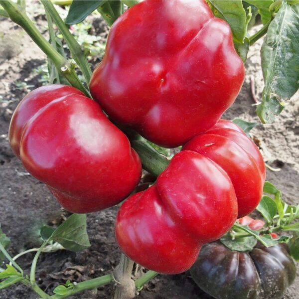 Сладкая паприка Rajen 0,1 г