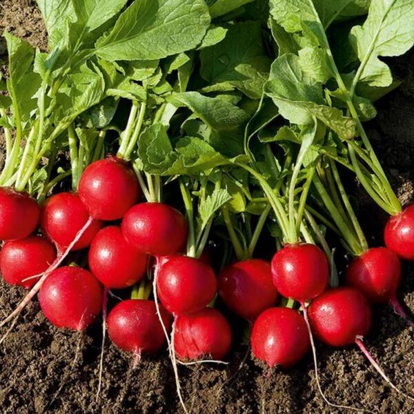 Редис Gloriette F1 300 семян