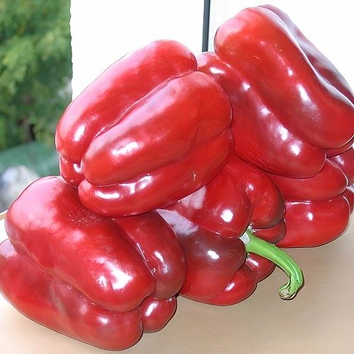 Сладкая паприка Solario F1 6 семян