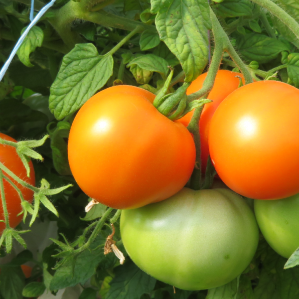 Siive эстонский сорт 0,1 г