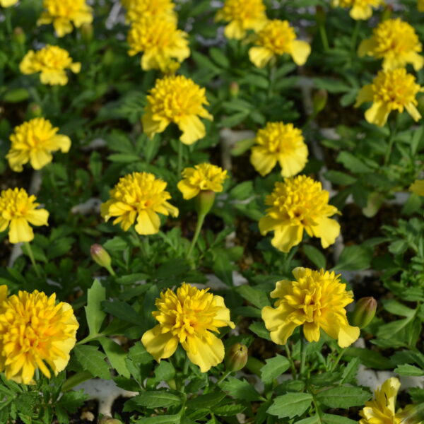 Бархатцы Lemon drop 0,4 г