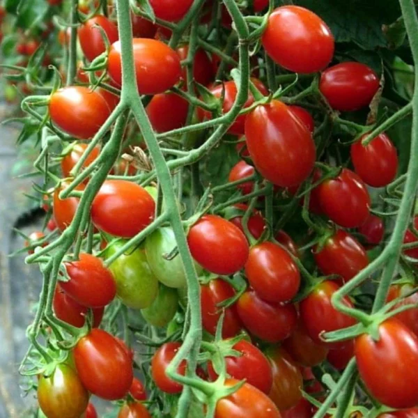 Томат-черри Mandat 0,1 г