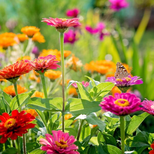 Цинния Thumbelina 0,5 г