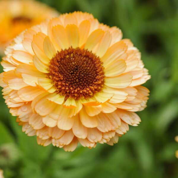 Календула лекарственная Pink Surprise 2 г