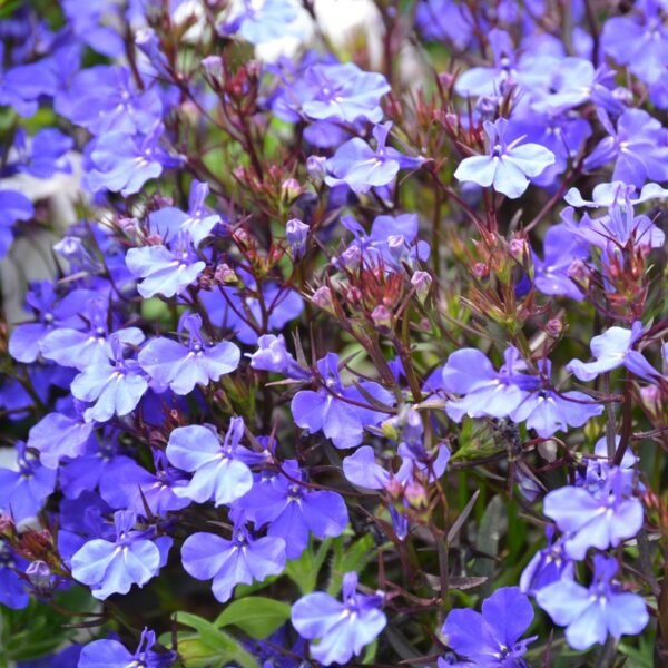 Лобелия эринус Crystal Palace 0,1 г