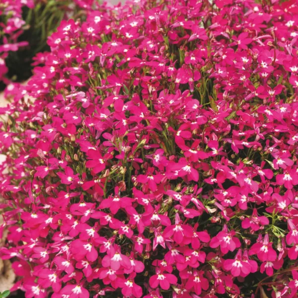 Лобелия эринус Rosamond 0,1 г