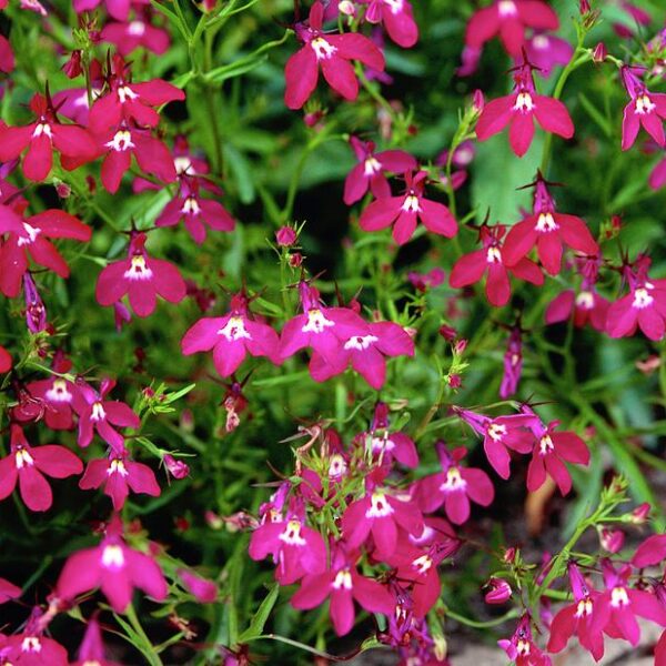 Лобелия эринус Red Cascade 0,1 г