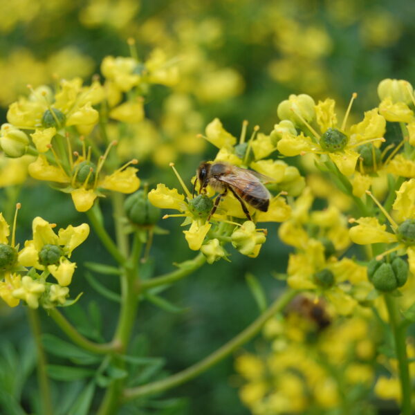 Ру́та душистая или пахучая 0,5 г