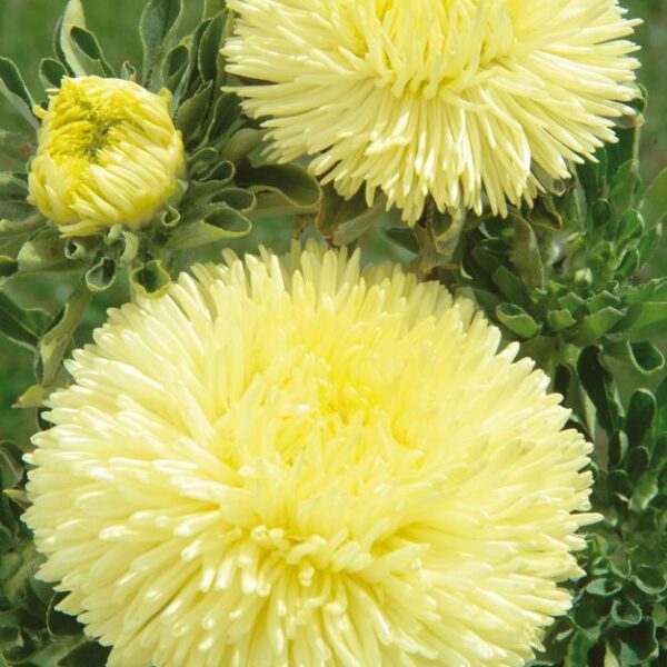 Астра китайская Pompon 0,5 г