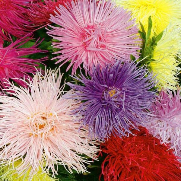 Астра китайская Unicum 1 г