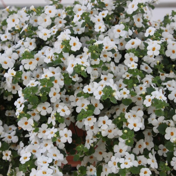 Бакопа (сутера) Snowtopia 10 семян