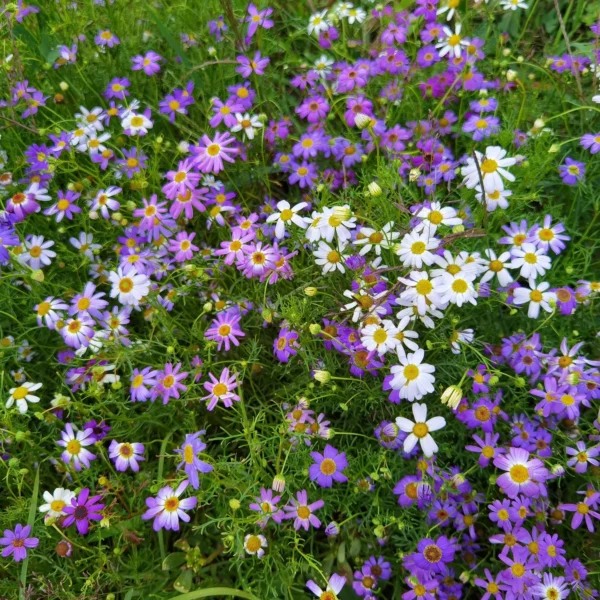 Брахикома иберисолистная 0,5 г