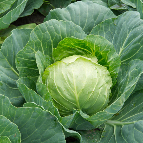 Капуста белокачанная Brunswick 1 г