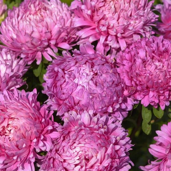 Астра китайская Color Carpet 0,5 г