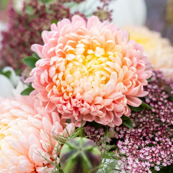 Астра китайская Duchesse Apricot 0,3 г Akone