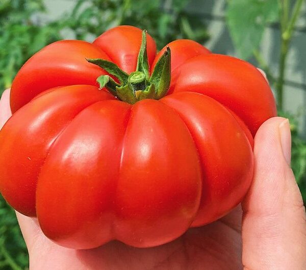 Costoluto Fiorentino 50 семян