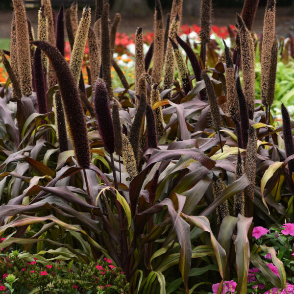 Африканское просо Copper Prince 10 семян