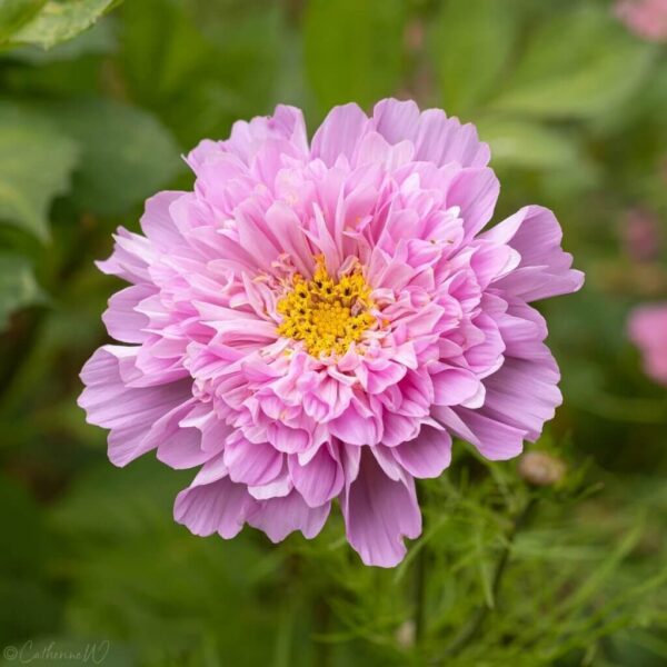 Космея или космос Double Dutch Rose 0,3 г