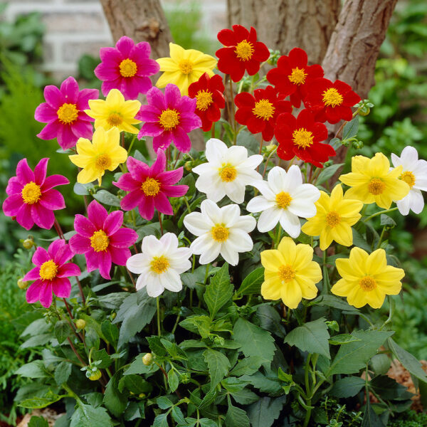 Георгин Mignon 0,5 г