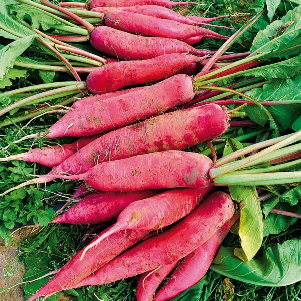 Редис Krasnyj Velikan 3 г