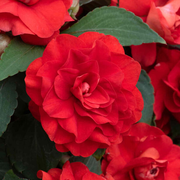 Бальзамин махровый Fanciful Red 5 семян