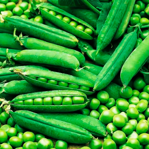 Сахарный горох 30 г около 120 семян Akone