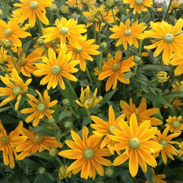 Рудбекия волосистая Green Eyes 0,3 г