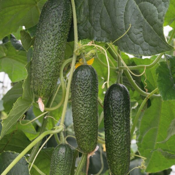 Alex F1 10 семян