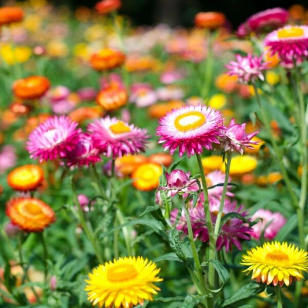 Бессмертник Tom Thumb 0,3 г