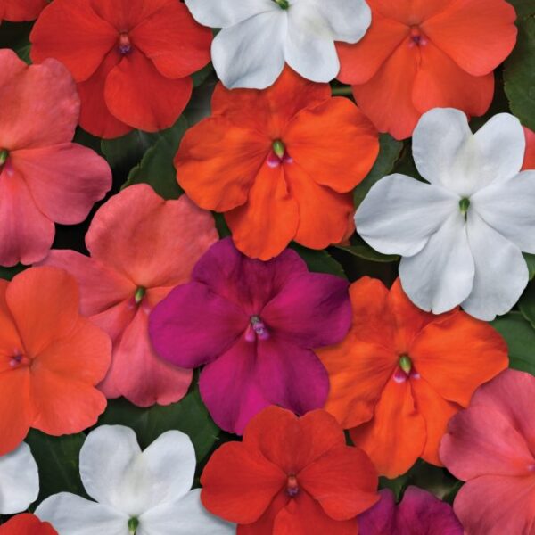 Бальзамин махровый Athena Formula 5 семян